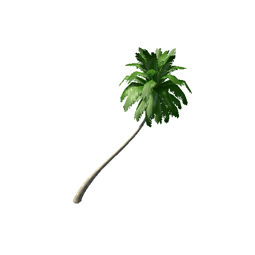 palm tree1B